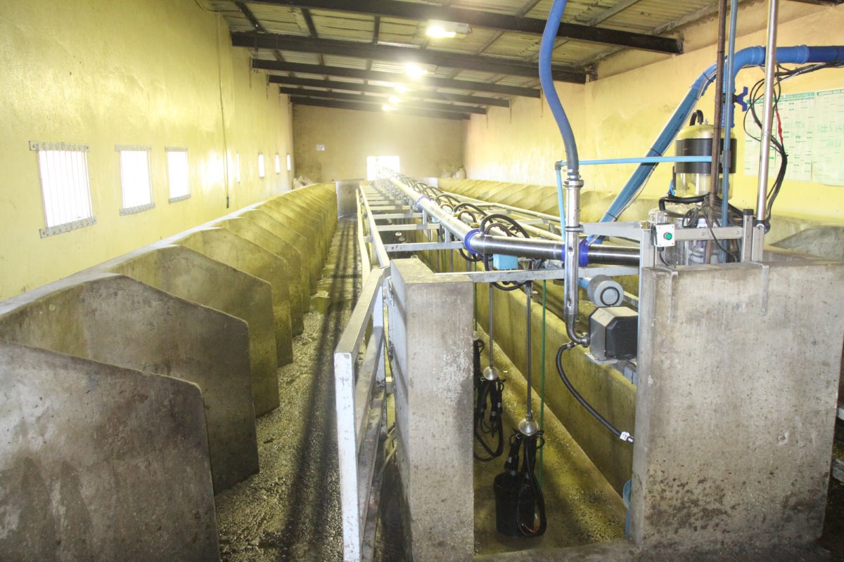 Sarahsrivier werkt met een 36-stands visgraat swingover melkstal. De biologische koeien worden het eerst gemolken. Dat spaart een extra reiniging van leidingen en apparatuur voor het melken tussen de twee groepen uit.
