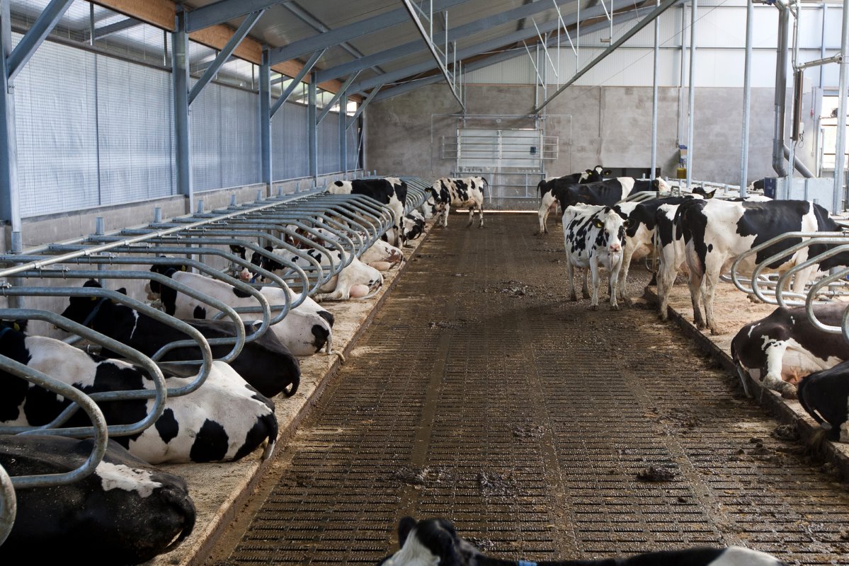 Hulskotte wilde dat alle koeien in één keer klaarstaan voor het melken. Daarom is de ruimte tussen de boxen achter de melkstal maar liefst 4 meter breed.