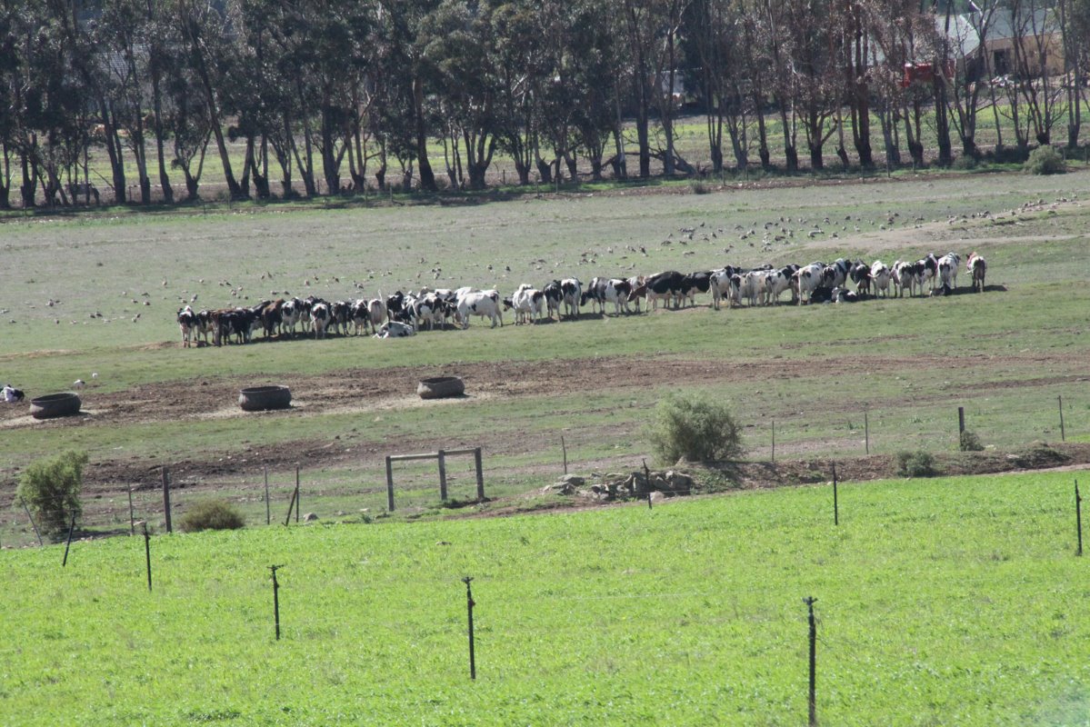 Een aantal van Loch Lotus TMR-koeien. De melkgevende koeien worden gevoerd aan troggen, waarbij de Holsteins en Jerseys gescheiden zijn. Dankzij een mild klimaat zijn stallen in deze regio niet nodig.
