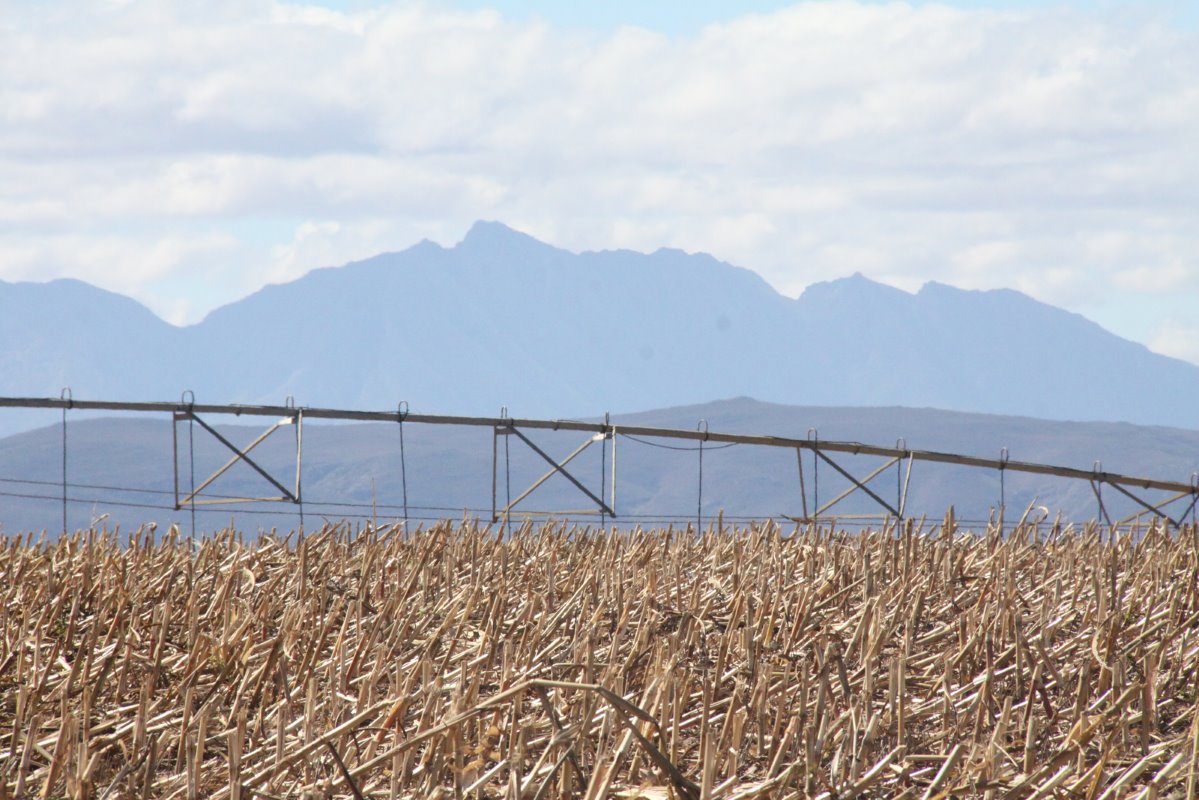 Kort na de maisoogst wordt tarwe gezaaid om twee oogsten per jaar te kunnen produceren onder cirkelirrigatie.