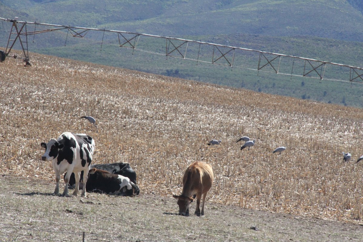 Droge melkkoeien en Blauwe Kranen, Zuid-Afrika's nationale vogel, op een maisstoppel. Hoewel blauwe kranen een plaag vormen in deze gewassen, krijgen boeren geen overheidssubsidies voor het creëren van een habitat voor de vogels.