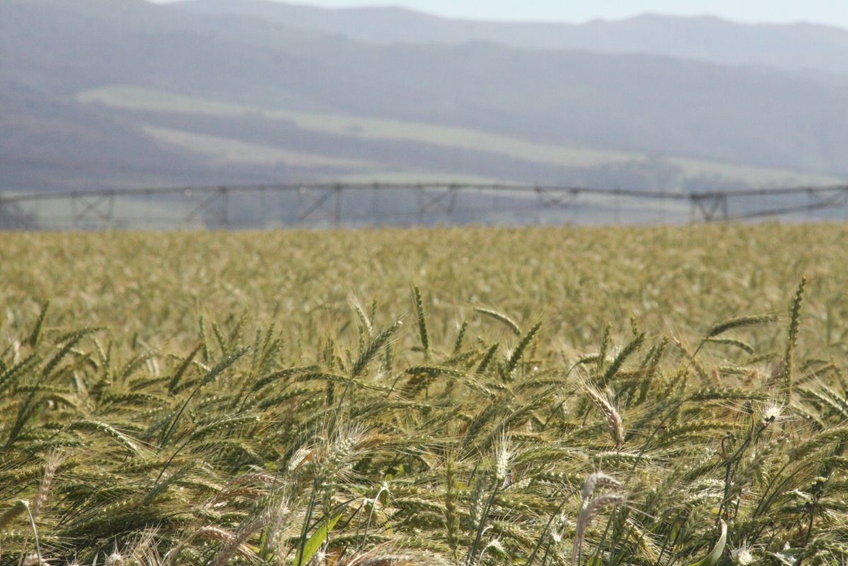 Productie van tarwe onder cirkelirrigatie op dezelfde grond waar een maisoogst voor kuilvoer productie wordt verkregen in hetzelfde jaar.