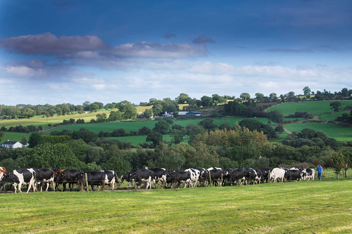 Het bedrijf van de Murphy's ligt in een licht glooiend landschap. De koeien weiden tien maanden per jaar dag en nacht.