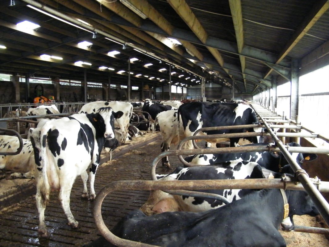 In de stal lopen 39 Normandiërs en 54 Pie-Noir x Holstein-koeien. De gemiddelde leeftijd is 7 jaar. De Normandiërs kwamen in 2014 gemiddeld tot 16,7 kilo met 4,89% vet en 3,61% eiwit. De Pie-Noir x Holsteins haalden 23,3 kilo met 4,44% vet en 3,30% eiwit.