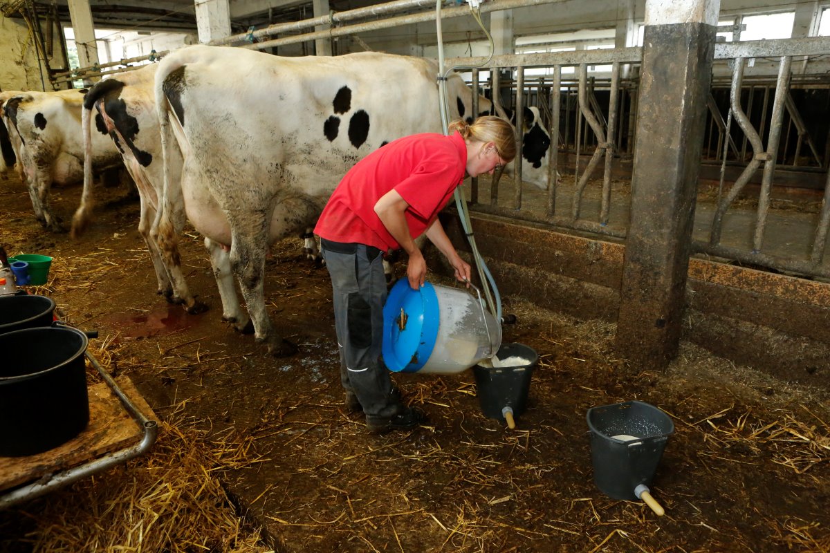 De jongste kalveren krijgen direct melk uit de speenemmer. De wijze van voeren vanaf geboorte tot aan melkgevende koeien is protocollair vastgelegd.