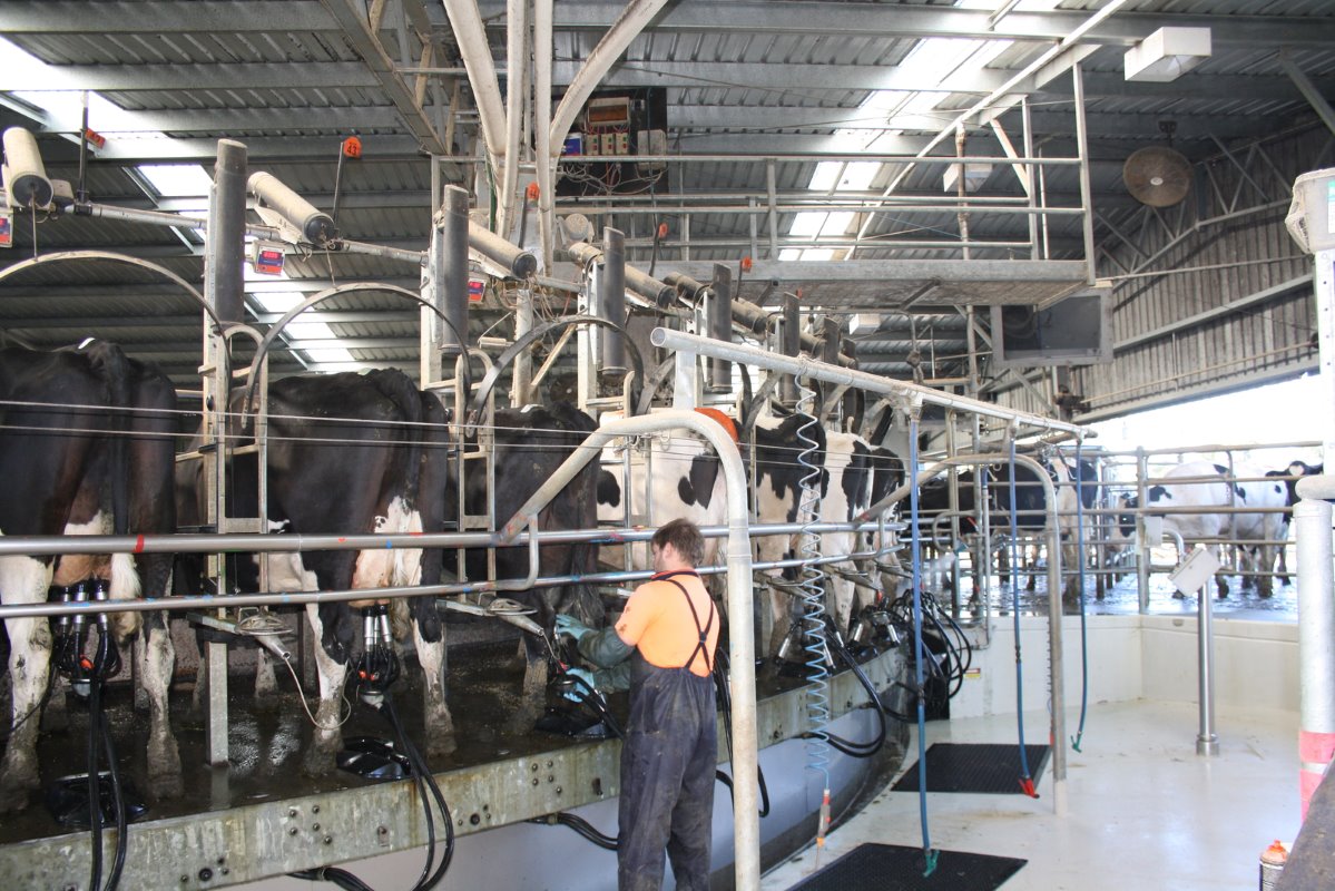 Thockmorton plaatste in 2013 een nieuwe 60-stands buitenmelker. Twee vaste medewerkers melken de koeien.