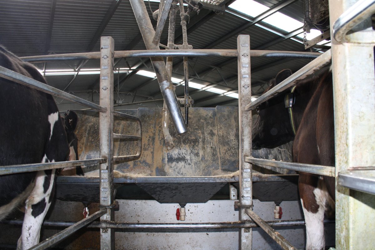 De koeien krijgen alleen in de melkstal krachtvoer. Op de top van de productie is dat 8 kg/koe/dag. Het krachtvoer bestaat uit gemalen tarwe, aangevuld met een mineralenmengsel en eventueel glycerol om de verse koeien extra te ondersteunen.