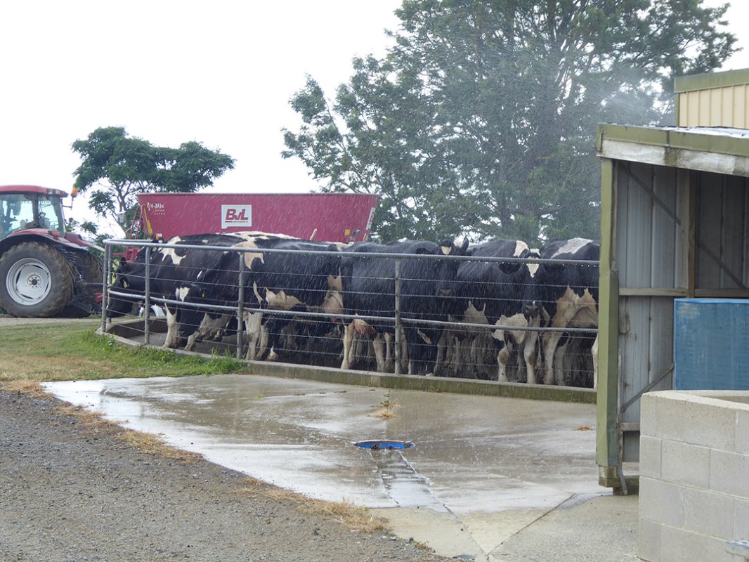 Boeren in Nieuw Zeeland voor minimale winst