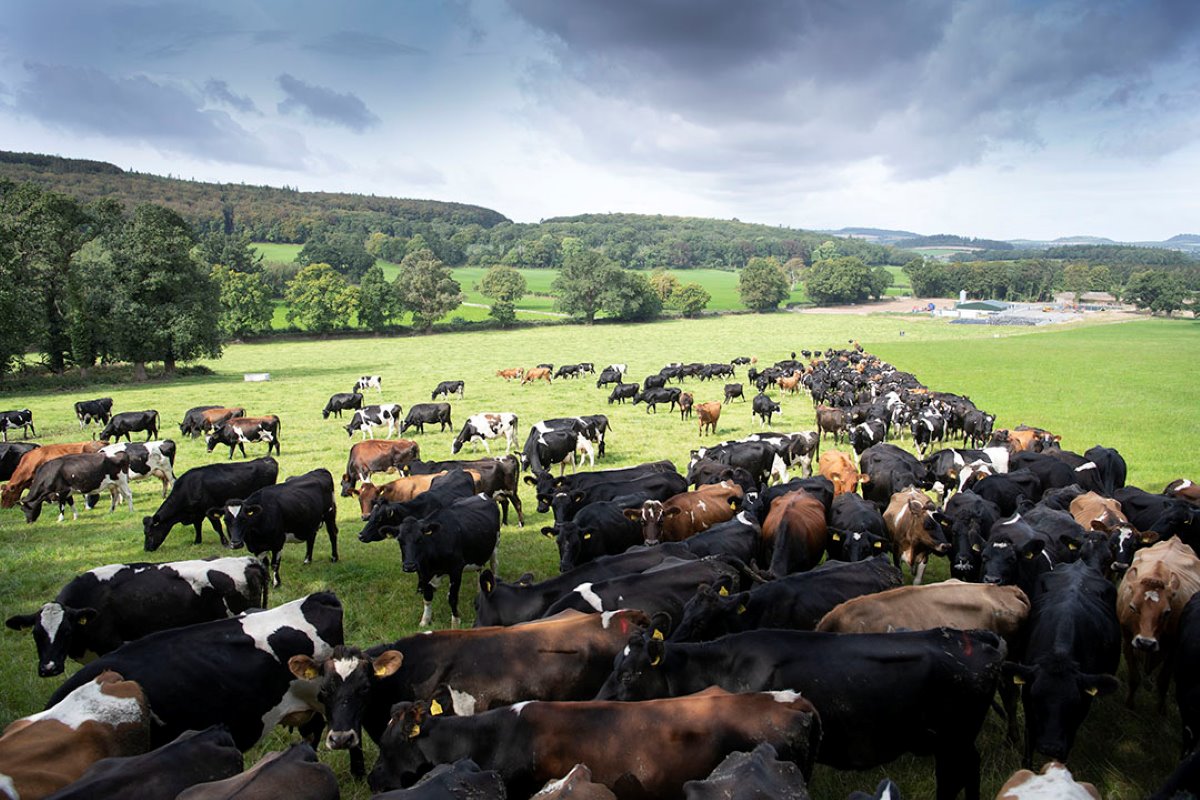 Weiden van een groot koppel is geen enkel probleem in Ierland. Hennessy heeft nu 350 koeien dage en nacht in de weide, volgend voorjaar melkt hij er 510.