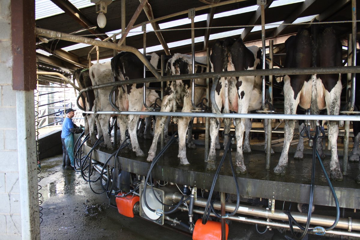 De 640 melkkoeien worden tweemaal daags gemolken. De totale jaarproductie is circa 5 miljoen kilogram melk. Dit jaar is het voorjaar erg nat, waardoor al veel extra voer is aangekocht. De veehouder overweegt nu verkoop van een deel van het vee.