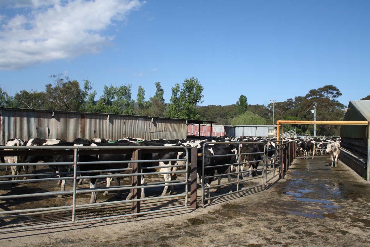 De wachtruimte is eenvoudig van opzet, er is geen opdrijfhek. De bijvoedering met ongeveer 2.100 kilogram geplet graan per koe per jaar in de melkstal, zorgt ervoor dat de koeien verrassend goed komen.