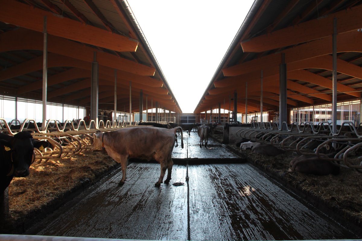 <p>Om aan de bio-eisen van 10,2 vierkante meter buitenruimte voor de koeien te voldoen, is het staldak deels open. Bij langdurige sneeuwval kan zo een laag sneeuw op het voer ontstaan. Volgens Albinger is dat hooguit enkele dagen per jaar het geval. "Geen probleem"</p>