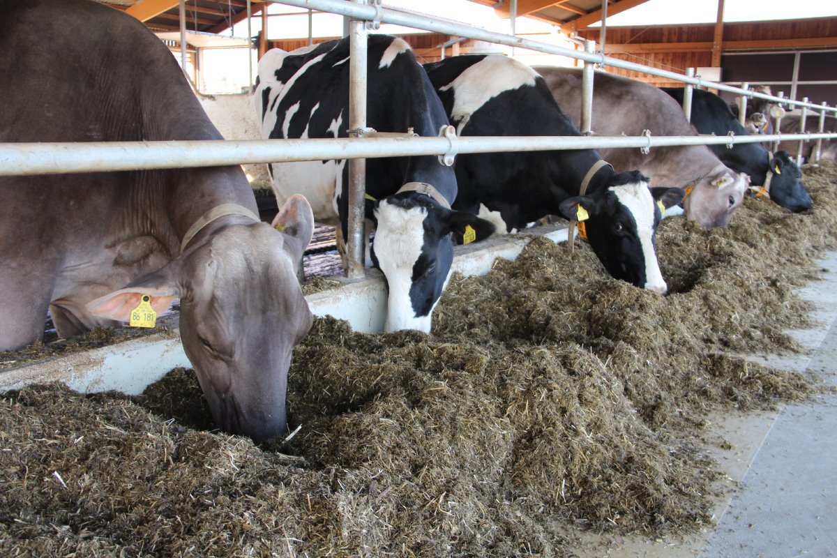<p>Het verkrijgen van eiwitrijkvoer is voor een biologisch melkveehouder het grootste probleem. Voor het noodzakelijk eiwit in het rantsoen verstrekt Albinger zijn koeien dagelijks 2,5 kilo akkerbonen die hij zelf teelt.</p>