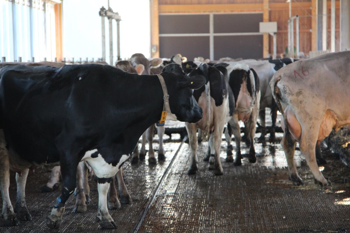 <p>Van de 225 koeien zijn er 45 van het ras Holstein. De gemiddelde melkproductie in 2014 bedroeg 8.558 kilo melk met 4,2 procent vet en 3,42 procent eiwit. Het Braunvieh levert een gemiddelde productie van 8.347 kilo met 4,24 procent vet en 3,46 procent eiwit.</p>