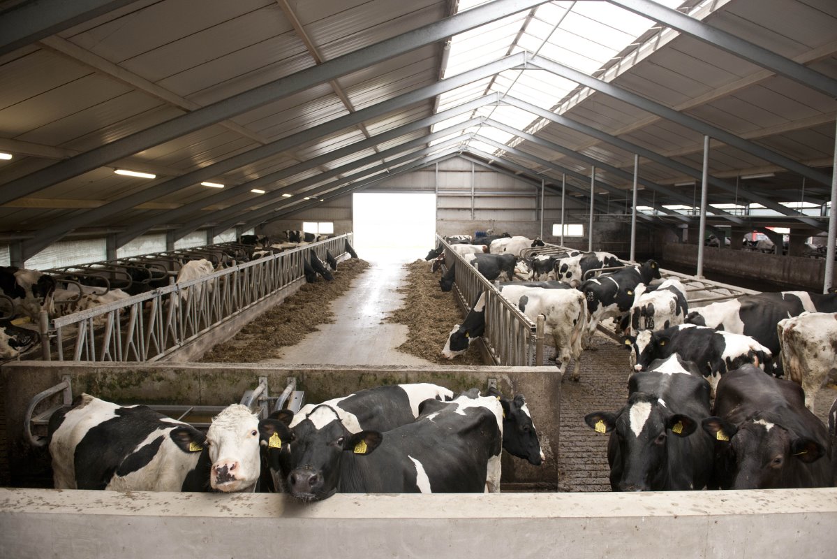 Het koeverkeer in de eerste twee stallen - waar het melkvee staat -  is volledig vrij. En ondanks de nieuwe plek van de melkstal gaat dat vanaf het begin al prima. Alleen de oudere koeien moesten er de eerste twee weken aan wennen.