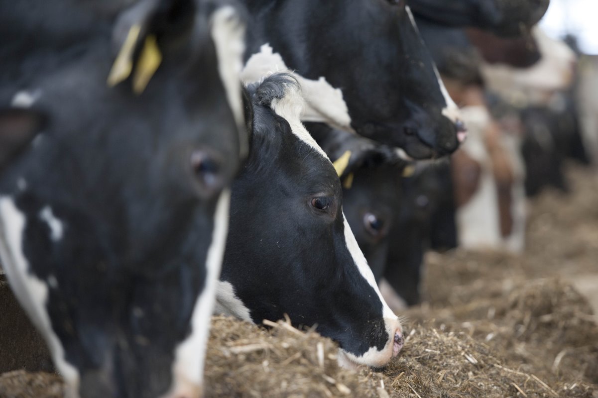 De melkproductie is in de afgelopen jaren van 7.220 tot 8.300 liter per koe per jaar gestegen. De oorzaak lag vooral in het voer. Door de muizenschade van vorig jaar moest de maatschap veel extra voer - wortels en aardappel- en erwtenvezels - aankopen. Meer productiegericht dus.