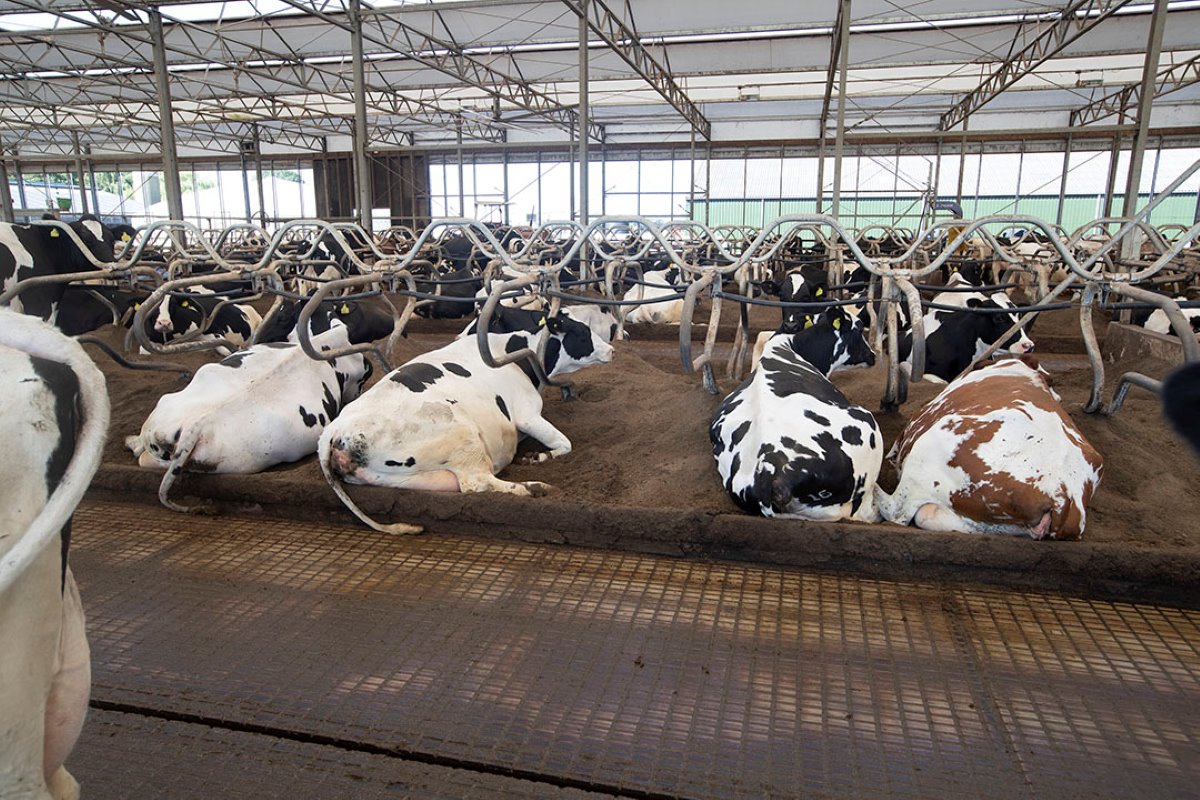 De koeien liggen in een dikke laag biobedding.