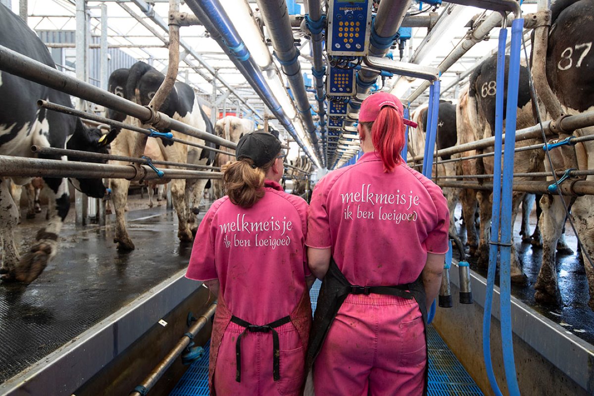 De factor arbeid staat driemaal daags melken niet in de weg bij de maatschap. De melkveehouders kunnen putten uit een groep van zo’n tien melkers, waaronder deze twee dames.