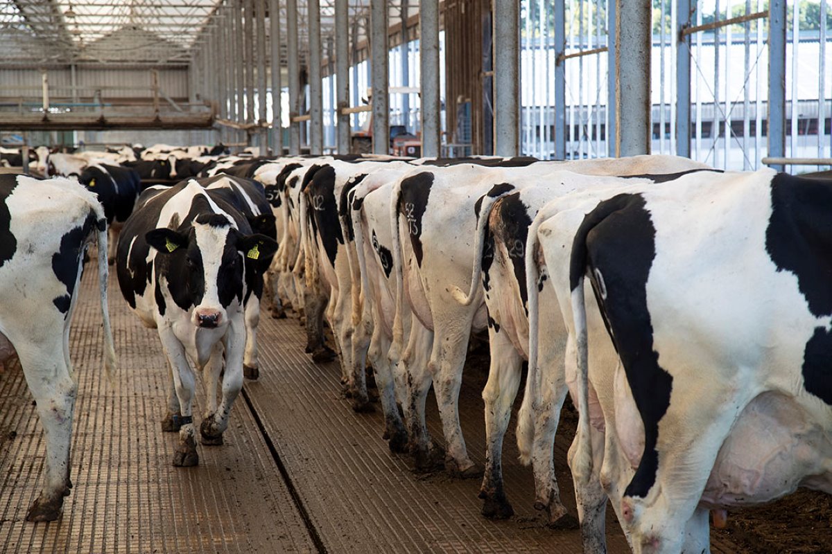 De melkveehouders werken met twee productiegroepen. De hoogproductieve dieren krijgen iets meer zetmeel en wat minder eiwitrijk voer. Bij de laagproductieve groep is dat net andersom.