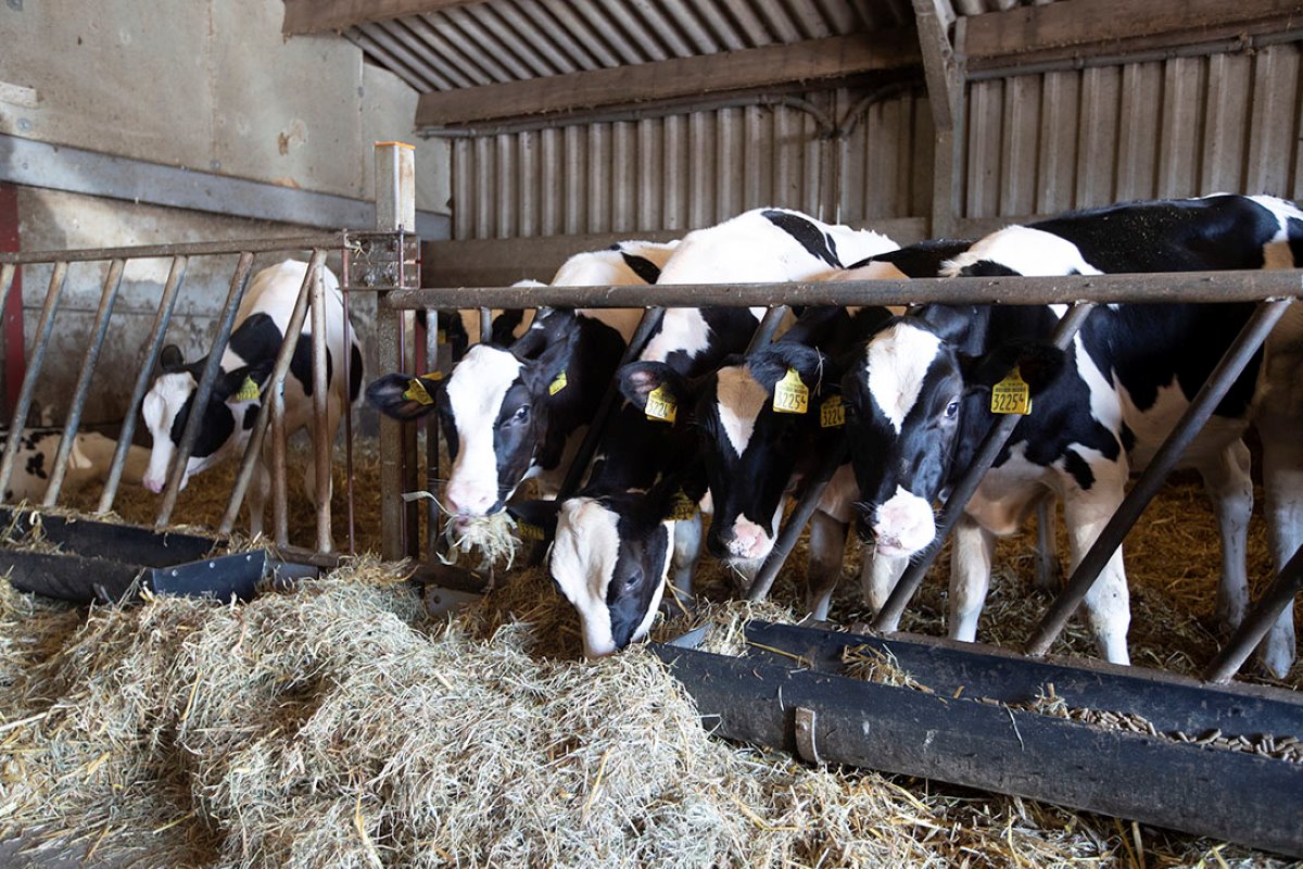 Mts. Bom Wessels heeft sinds 2016 een zorgboerderij. De melkveehouders bieden dagbesteding aan voor maximaal 25 kinderen met een autistische stoornis. De kinderen helpen onder meer mee met het instrooien van de kalverhokken.