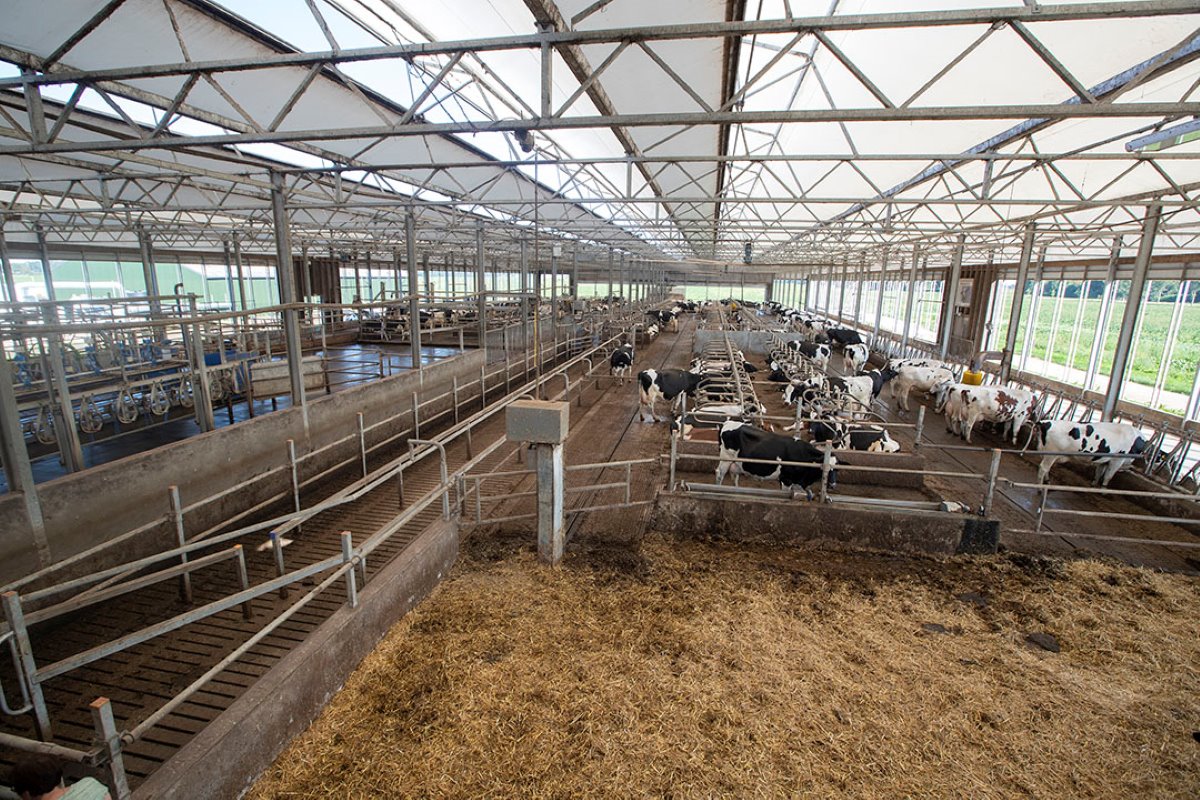 Een deel van het melkvee wordt gehouden in de oude stal op het bedrijf. De nieuwe stal is een oase van lucht en licht.