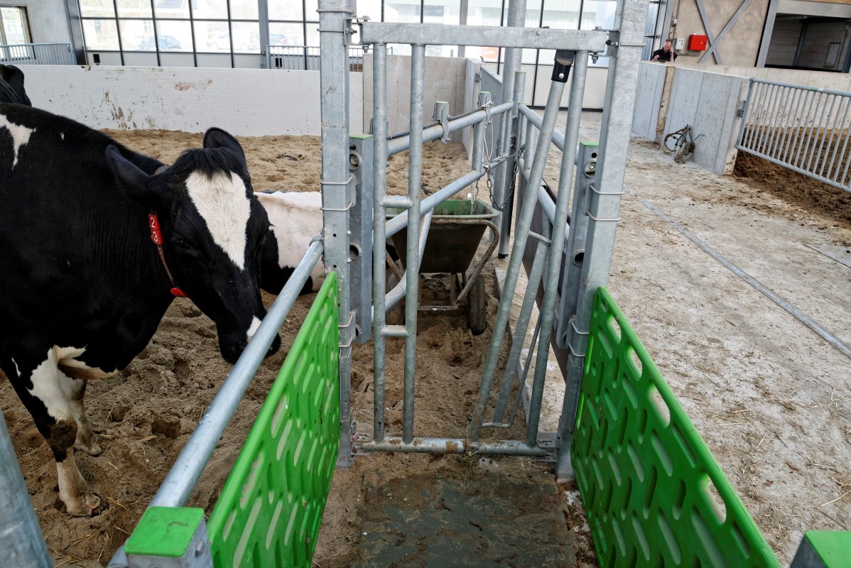 Dit is de zogenoemde Cuddle Box. Die biedt een hygiënische en droge ligplek voor het pasgeboren kalf. "De koe kan aan het kalf likken. Dat stimuleert de melkproductie", zegt Daan Vijverberg.