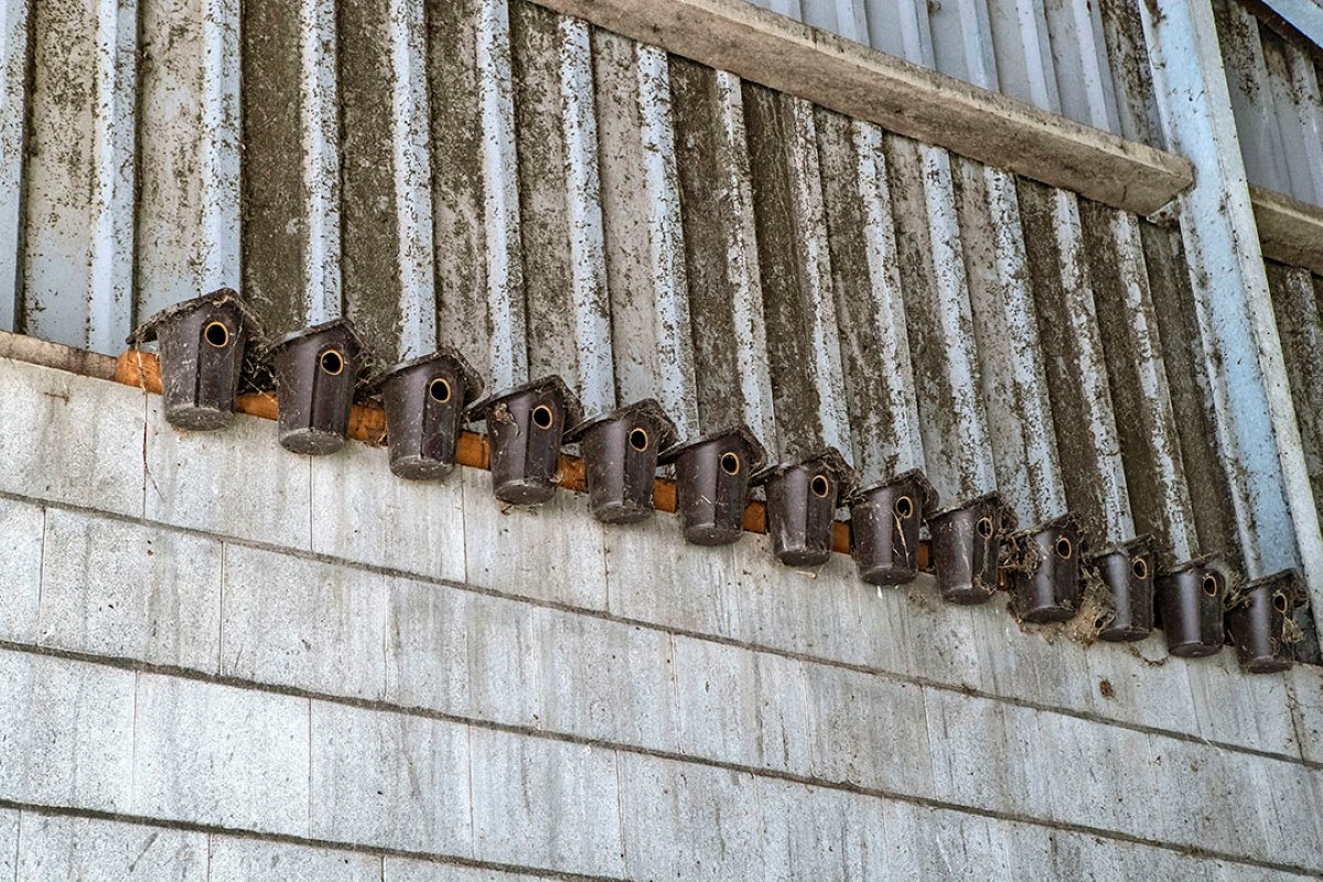 In de oude ligboxenstal zaten mussenpaartjes en de provincie verplichtte Hoff om in het gespiegelde deel 40 nestkastjes à €5 op te hangen. Voor die €200 heeft zich in het afgelopen jaar nog geen mus in een nestkastje laten zien...