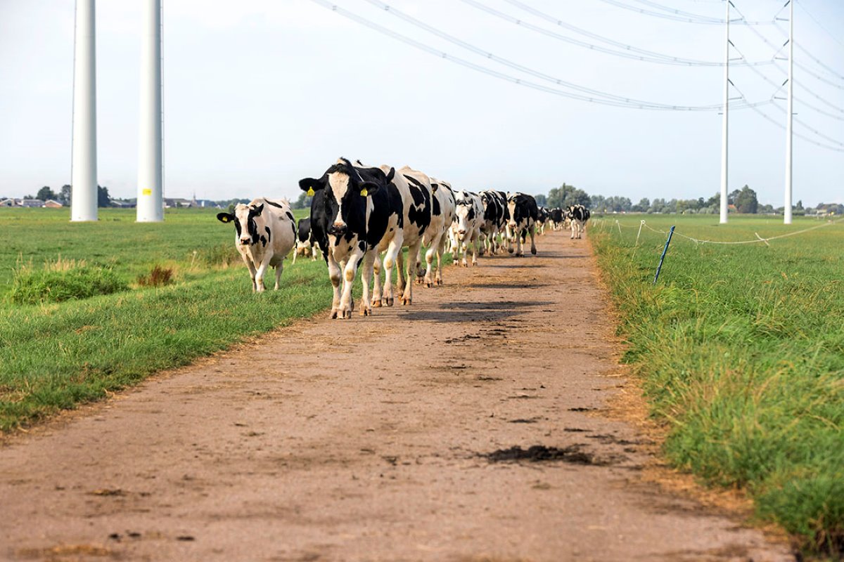 Tijdens de reportage was het bijna melktijd. De koeien lopen via het kavelpad terug naar de stal om in een visgraat gemolken te worden. De familie past volop weidegang toe. Gedurende twee maanden lopen de koeien 24 uur per dag buiten.