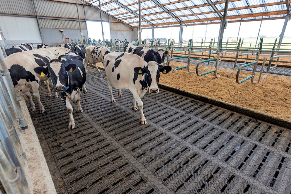 De koeien lopen op een Eco-vloer; beton met rubber flappen. Deze vloer wordt schoongehouden door een mestrobot met sproeier. In de boxen ligt een mengsel van kalk, stro en water. De familie koos hiervoor vanwege de boerenkaasproductie.