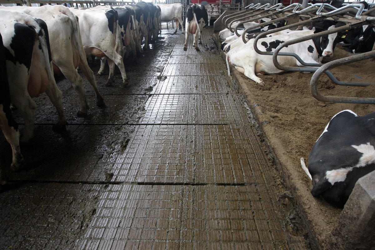<p>De koeien lopen op een emissiearme Concrelit C6-vloer. Een dichte vloer met om de 1,13 meter een mestspleet. De vloer bevalt Meijer prima. Hij wordt niet glad en de koeien hebben veel grip. De C6 ligt ook in de doorsteken en voor de melkrobots. Meijer wilde niet te veel losse passtukken.</p>