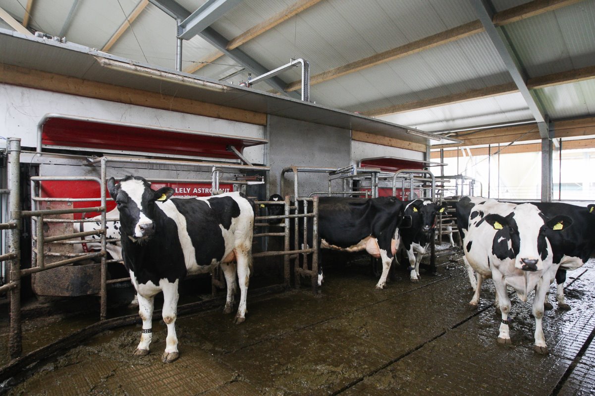 <p>Dagelijks worden er zo'n 125 koeien in deze twee melkrobots gemolken. De overige dieren staan droog. Het aantal melkingen zit inmiddels op 2,8 tot 2,9 per dag. Daarnaast geven de melkrobots veel arbeidsgemak en valt het onderhoud erg mee.</p>