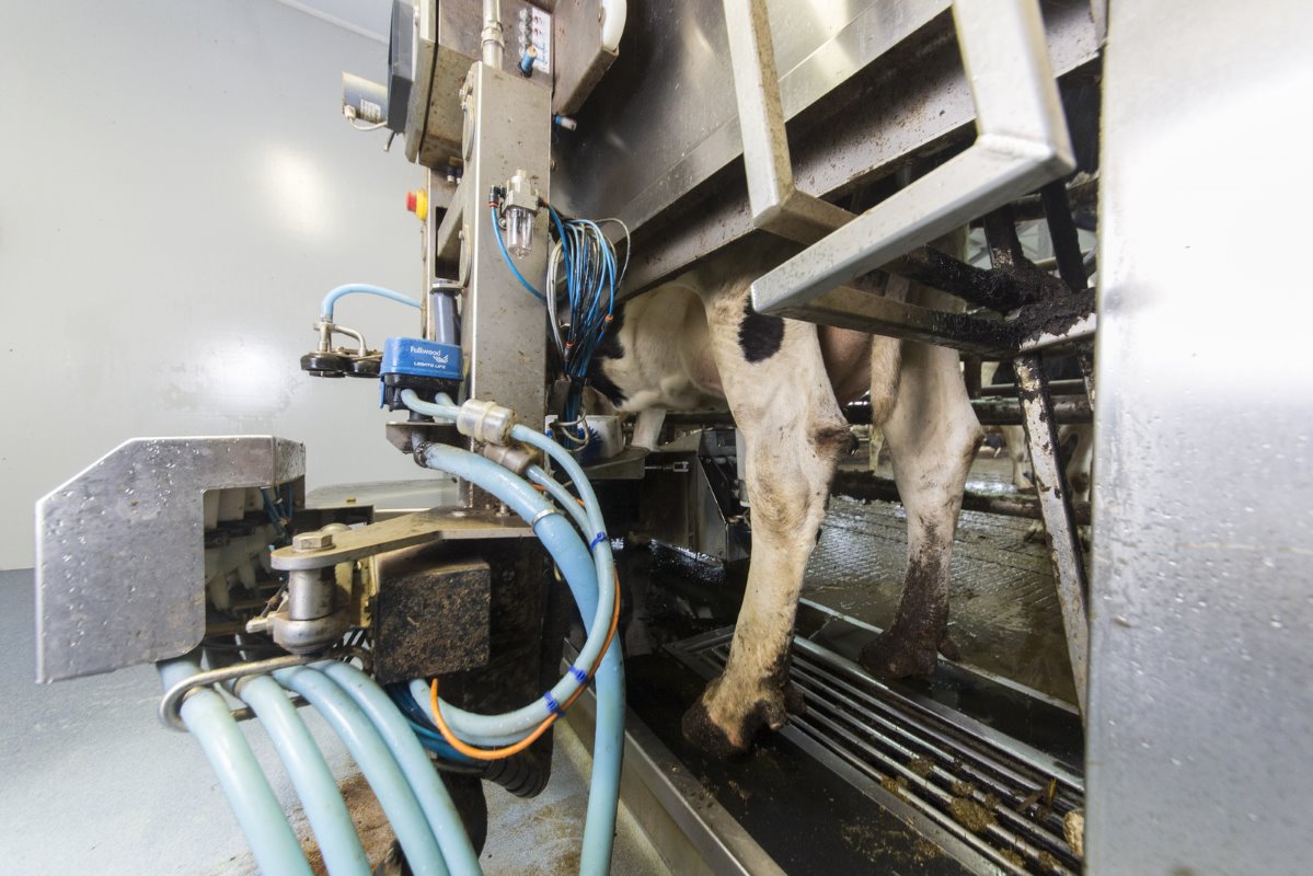 Met de melkrobots kan Krooneman - ondanks de snelle groei in het laatste halfjaar - constante cijfers overleggen. Zowel de gemiddelde dagproductie (ruim 30 liter) als het aantal melkingen (drie) zit al langere tijd op hetzelfde niveau.