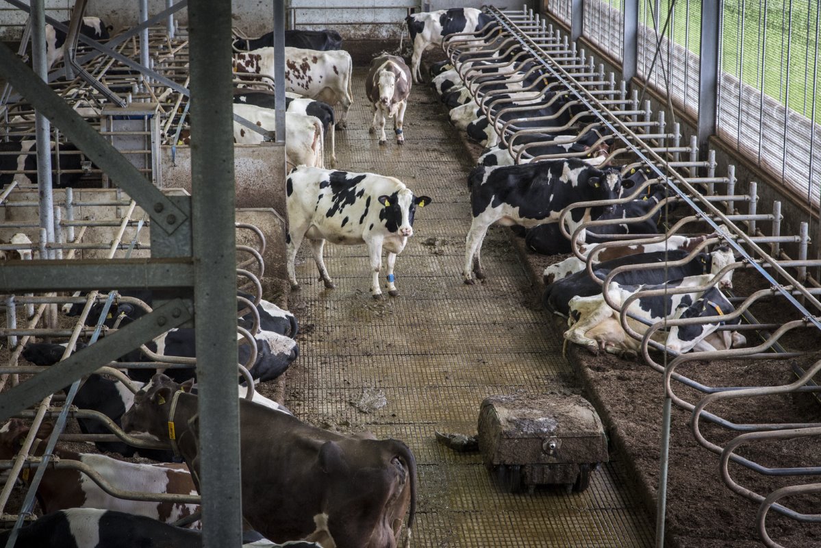 De koeien lopen op een bijna dichte emissiearme HCI-vloer. Die vloer heeft om de 1,20 meter een afstort en heeft bij opstalling een berekende ammoniakuitstoot van 8,1 kilo per dier.