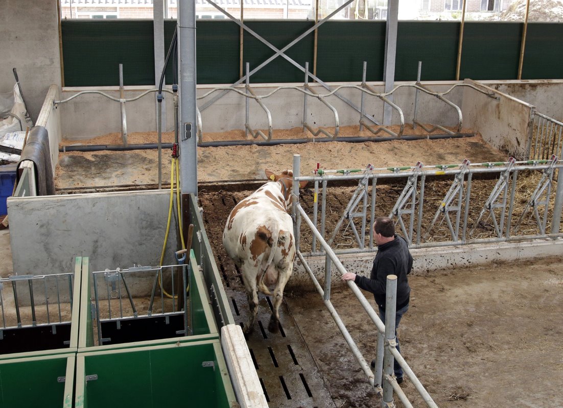 Helmich Ruitenberg separeert een koe vanuit de melkstal, over de voergang naar de separatieruimte. Hij hoeft alleen maar twee hekken uit te schuiven om de dieren over te laten steken.