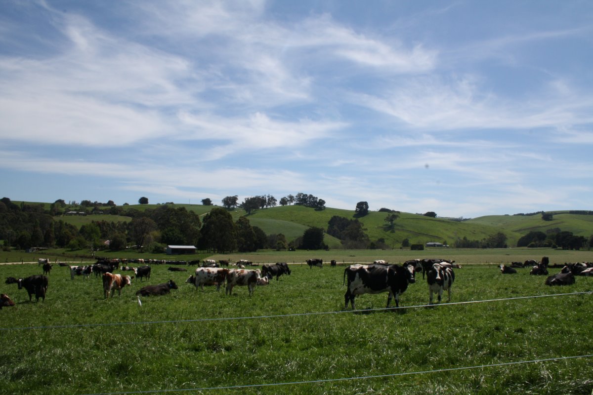 Op advies van zijn familie in Australië kocht Jan Gilliam in 1989 een melkveebedrijf Down Under. Op dat moment had hij het bedrijf nog niet met eigen ogen gezien. Familieleden hadden een aantal bedrijven bekeken en een advies gegeven, waarna Gilliam toehapte. De eigen inbreng was slechts 10 %. Het resterende deel werd door een Australische bank gefinancierd. Op dat moment was het bedrijf 80 hectare groot en waren er 100 melkkoeien.