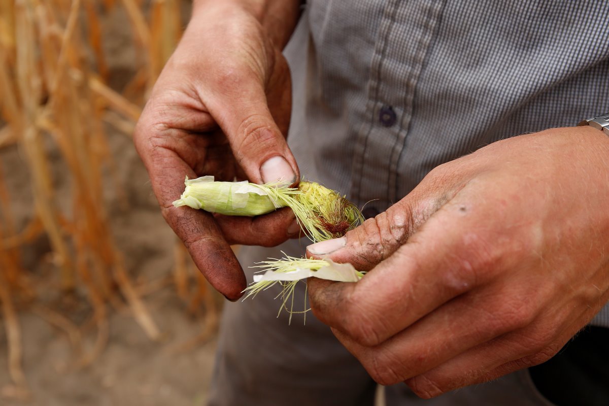 De gevolgen van de droogte in beeld voor de kolf. Door dergelijke slecht ontwikkelde kolven zit er weinig drogestof in de mais.