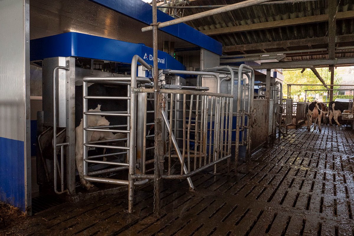 Het gemiddelde aantal melkingen is 3,1 per koe per dag. De melktijd bedraagt 6 minuten en 10 seconden, met 11,5 liter per melkbeurt. Het rollendjaargemiddelde is 10.800 liter, met 4,10 % vet en 3,45 % eiwit. “We wilden met 2 robots 1 miljoen liter melk produceren. We zitten nu al op 1,15 miljoen liter”, aldus Meuleman, die 2-3 dagen per week op zzp-basis als vrachtwagenchauffeur werkt.