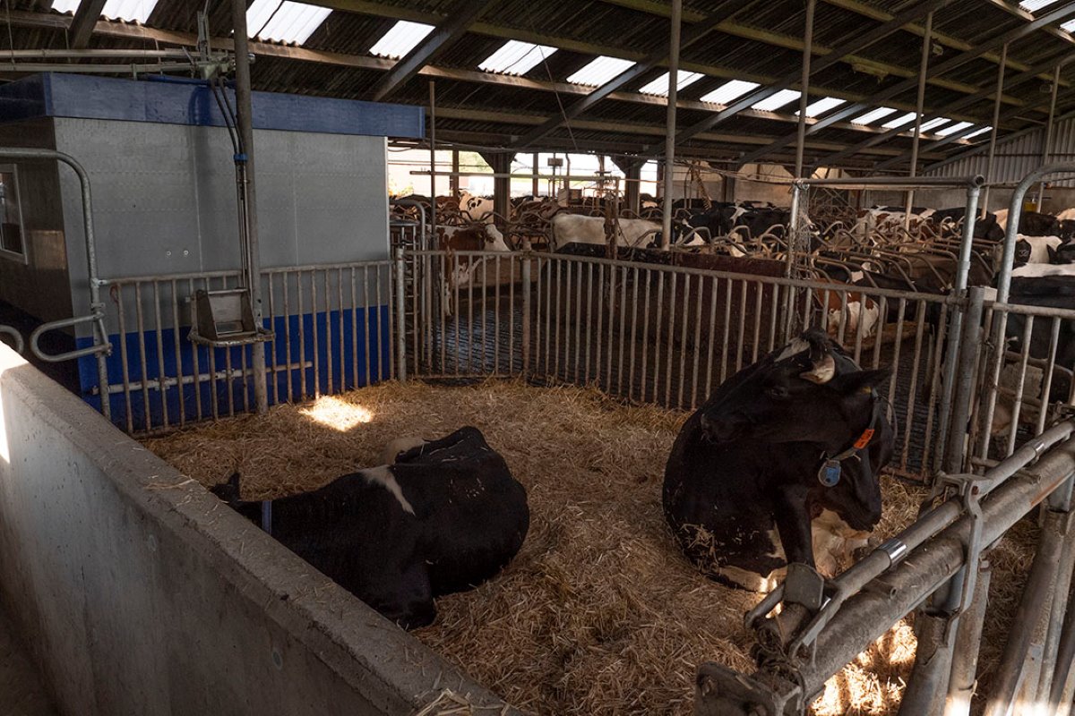 De melkveehouders doen aan weidegang. Koeien gaan via een selectiepoort bij de robot naar buiten. “Vanaf 7 uur ’s ochtends kunnen ze naar buiten. Koeien die binnen 4 uur gemolken moeten worden, krijgen geen toegang om naar buiten te gaan. Dat systeem werkt uitstekend”, aldus Meuleman.