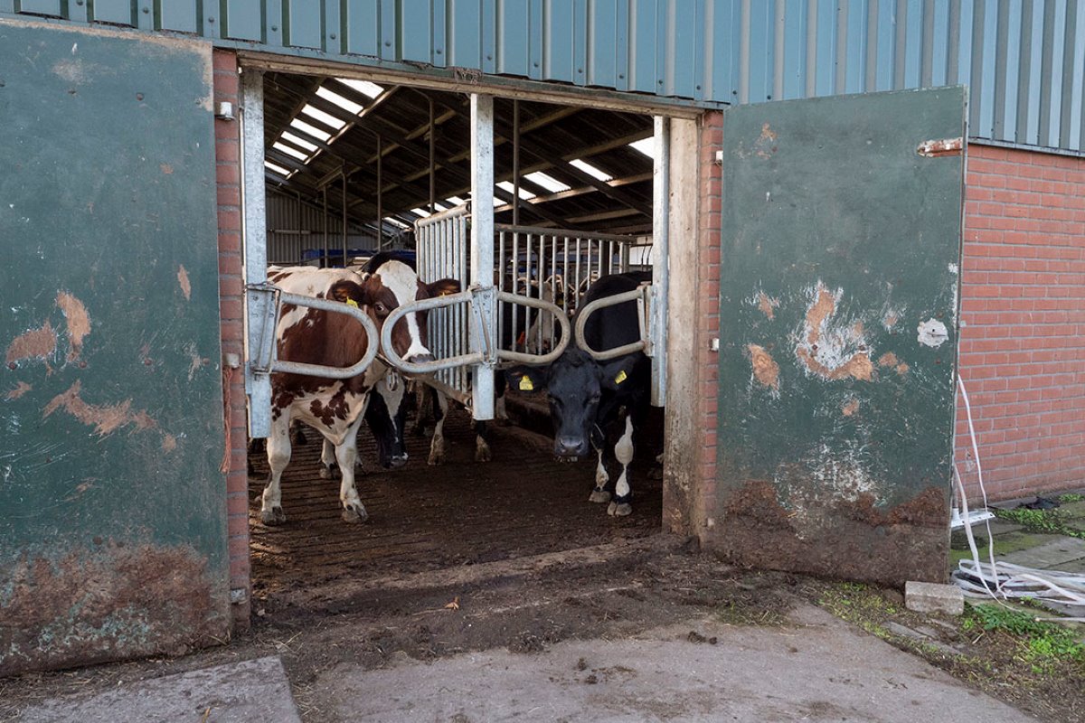 Via deze deur gaan de koeien naar buiten (linker poortje) en naar binnen (rechts).