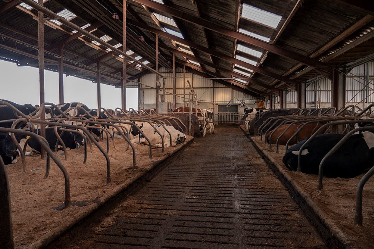 De roostervloer wordt schoongehouden door een mestrobot. De koeien liggen in diepstrooiselboxen, gevuld met een mengsel van kalk, stro en zaagsel.