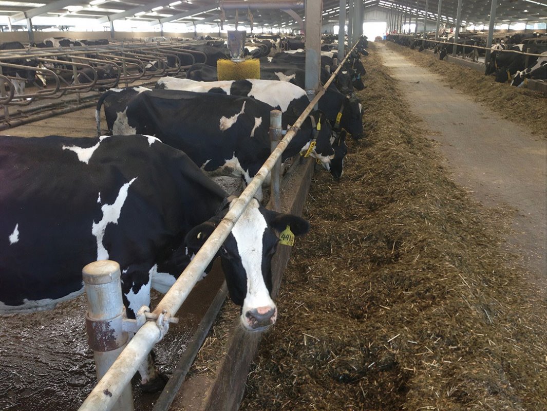 De Van Leeuwen Group melkt nu 5.500 koeien in stallen. Er is ruimte om dit uit te bouwen tot 6.000 koeien.