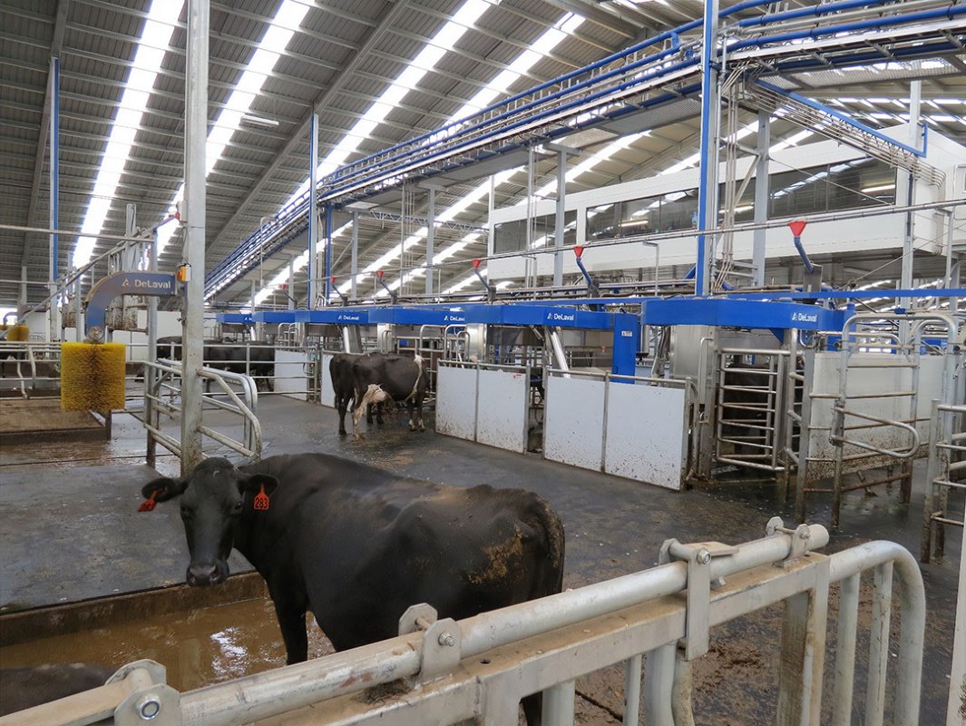Te koop: 9 bedrijven met 5.250 koeien en 3.509 hectare