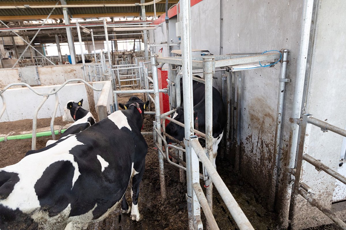 De melkkoeien gaan via de melkrobot door een Grazeway-weidepoort naar buiten. Hierdoor gaan de koeien met ‘melkpermissie’ altijd gemolken naar de wei.