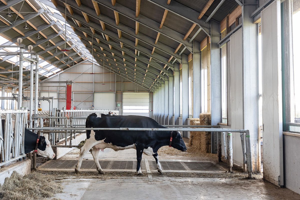 In de voergang is een oversteekplaats met slagbomen en Eco-roostervloer gerealiseerd. Via deze oversteek lopen de koeien van de melkrobot naar buiten.