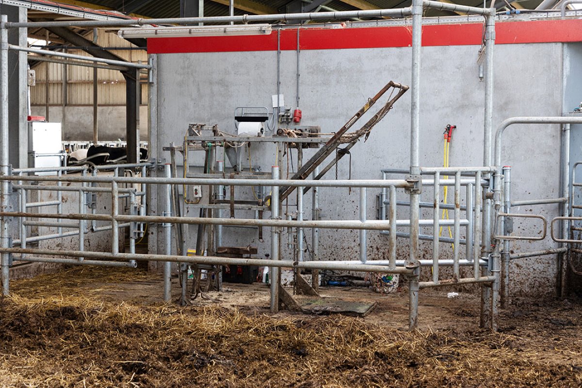 De vaste behandelruimte voor droogzetten en klauwverzorging in de nieuwe stal. Vanuit de melkrobot en de separatieruimte worden te behandelen koeien hier naartoe gestuurd.
