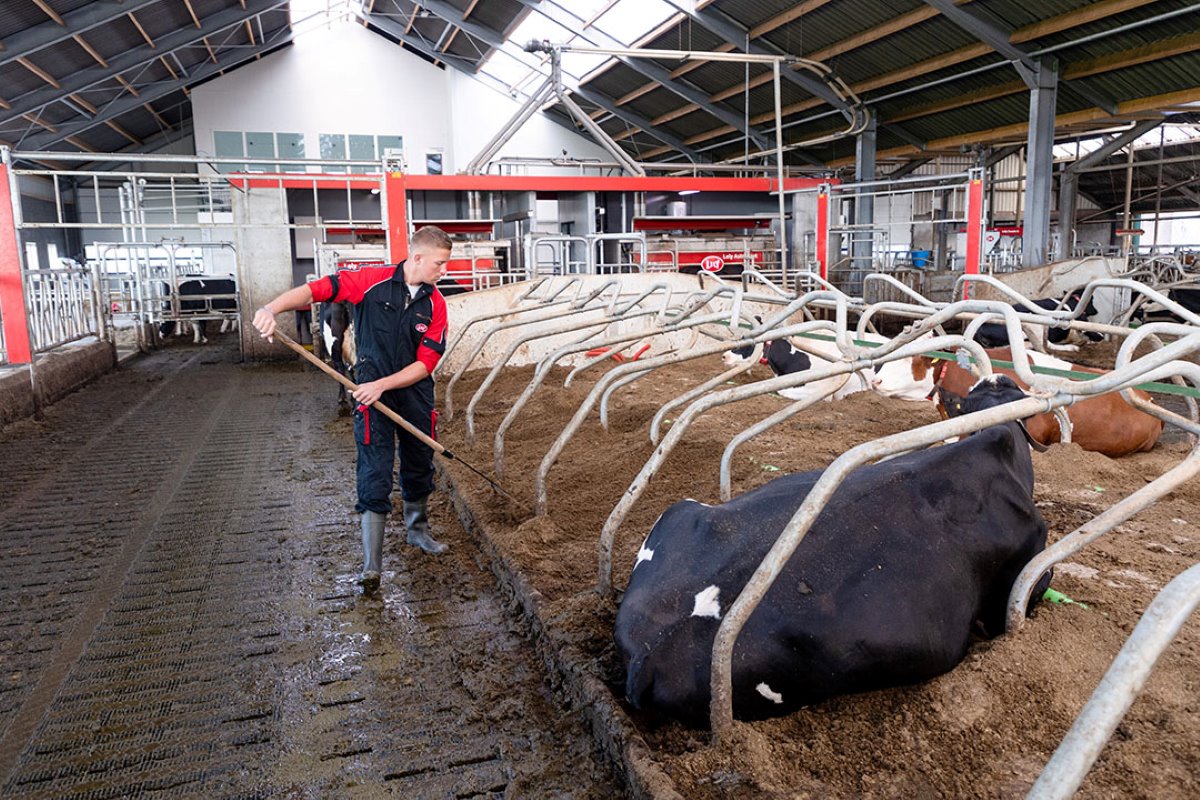 De koeien liggen in diepstrooiselboxen met biobedding, want dat verhoogt het ligcomfort.