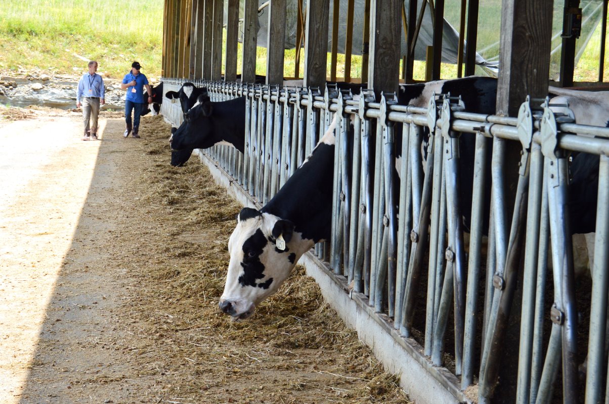 De 200 koeien geven een gemiddelde van ruim 31 kilo melk per dag. Volgens de melkveehouder moesten ze wel even wennen toen ze van de oude stal met volle vloer naar de nieuwe stal met compost gingen. Het wennen duurde een paar weken.