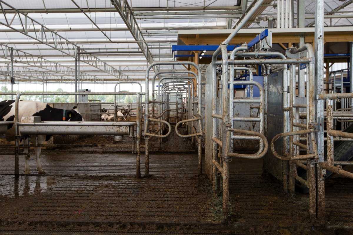 Na verloop van tijd lopen de koeien naar voren om te worden gemolken of te vreten. Bij de selectiepoort wordt automatisch bepaald of de dieren melkpermissie hebben of meteen door mogen lopen naar het voerhek.
