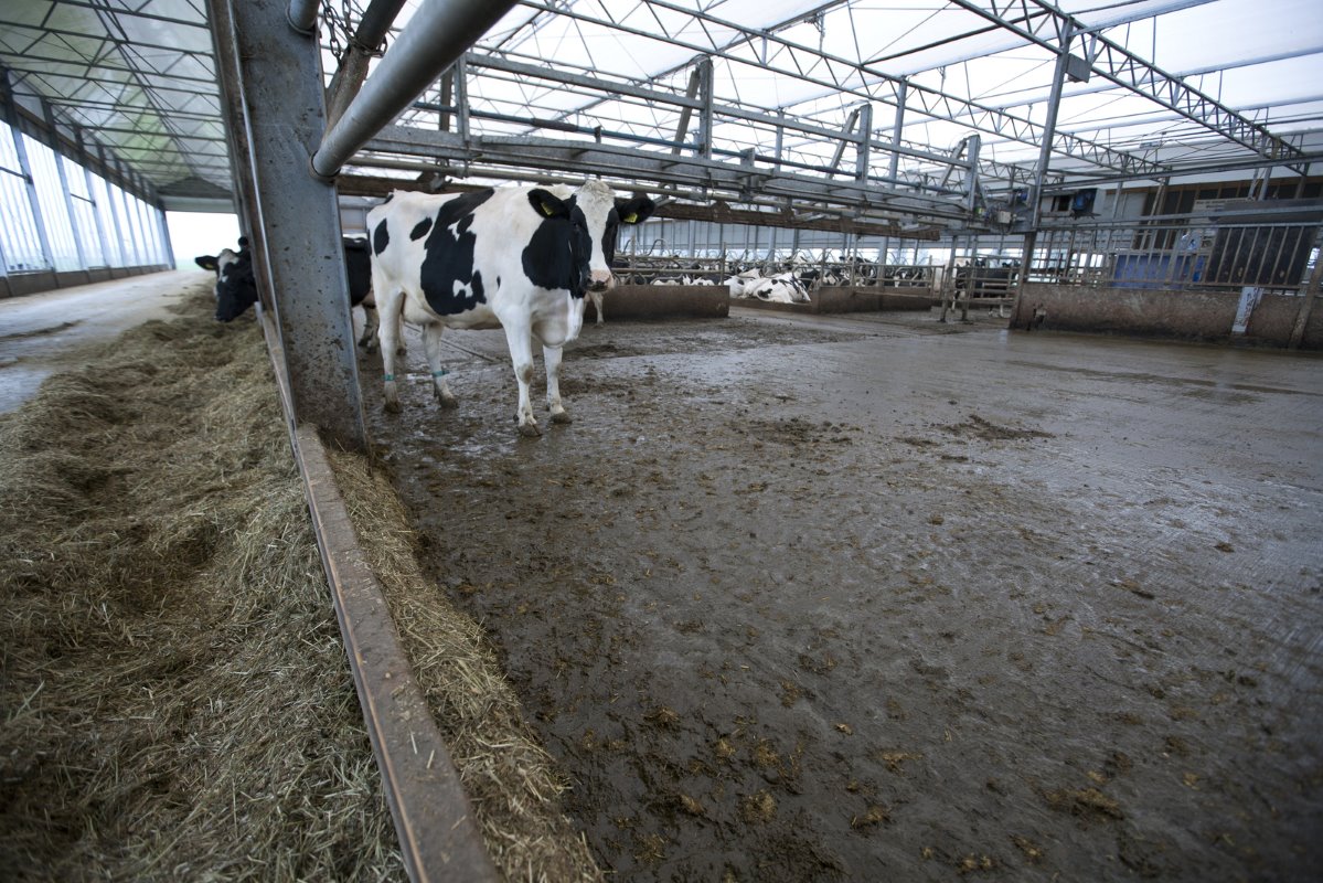 De wachtruimte voor de melkstal, met  automatisch opdrijfhek. De wachtruimte - die 40 centimeter oploopt en 200 koeien kan bergen- heeft  een dubbel doel. De droge koeien zijn namelijk van de oude naar de nieuwe stal verhuisd. Hier kunnen ze buiten melktijden vreten aan het voerhek.