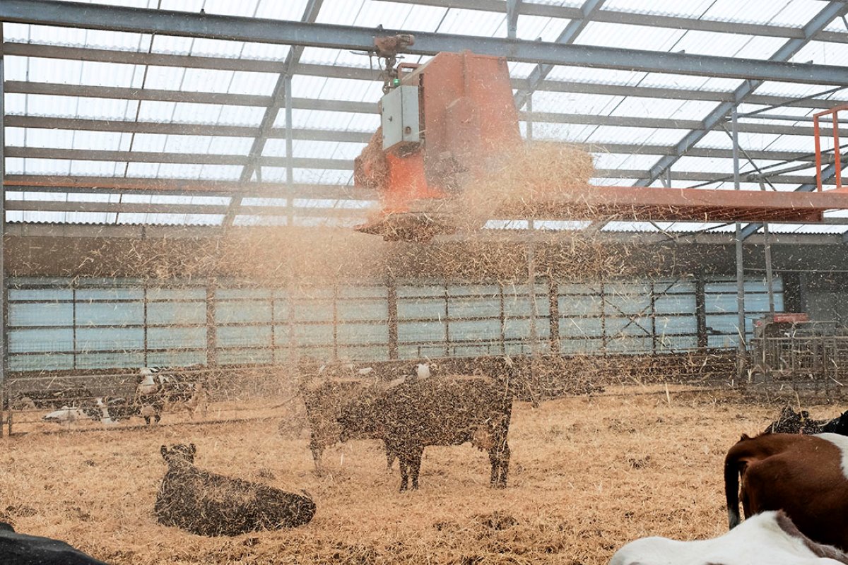 Doordat de stal niet volledig bezet is, hebben de koeien 18 m² ruimte per dier; twee keer zoveel als de bio-norm. Ruimte, licht en rust werpen ook hun vruchten af. De melkproductie ligt hoog, de vruchtbaarheid is goed, er is een hoge klauwgezondheid en er zijn weinig ziektes.